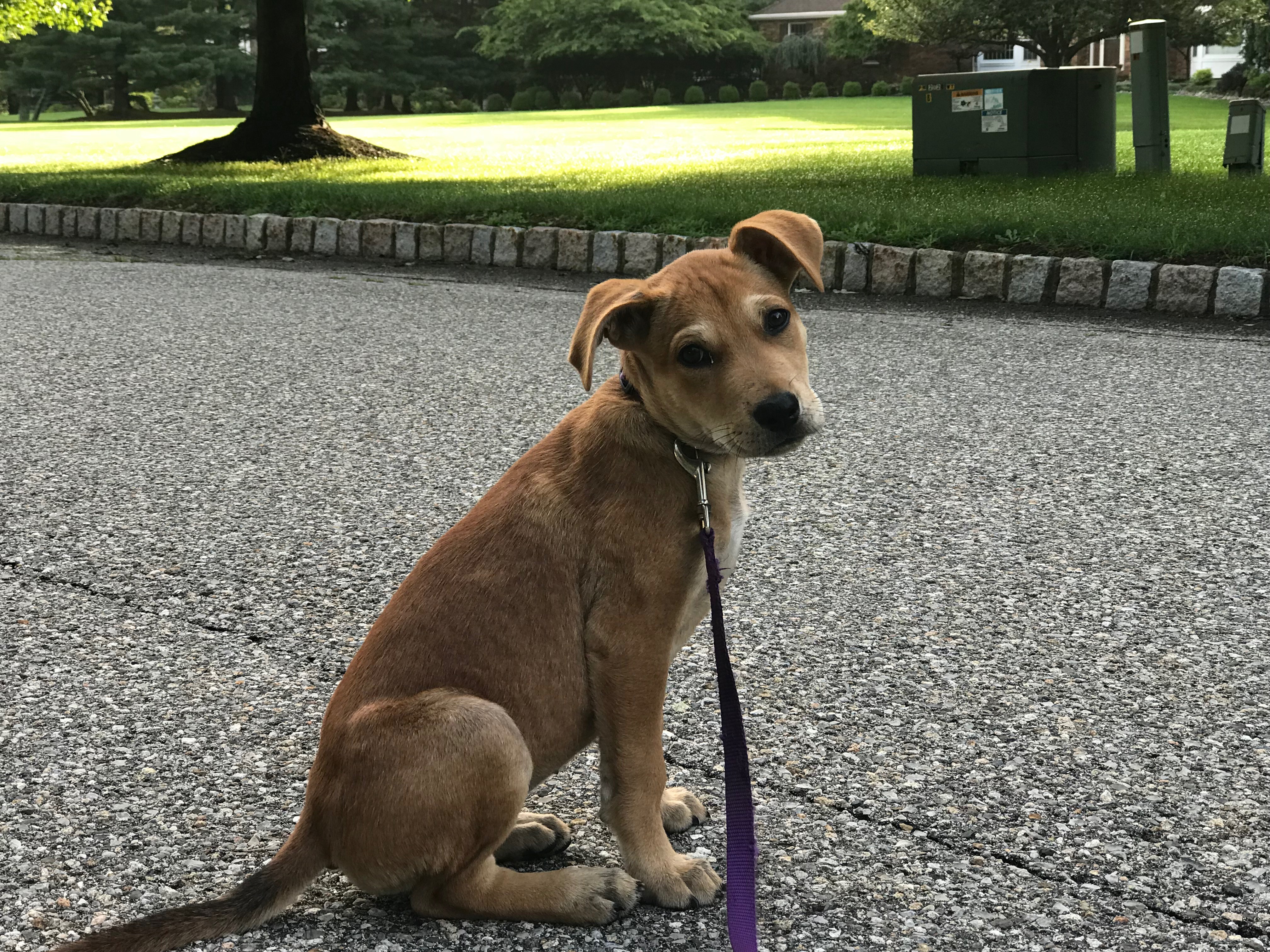 peanut butter brands for dogs