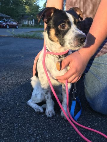 miniature pinscher shih tzu mix