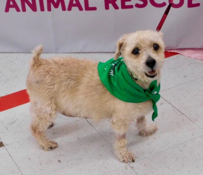 old miniature poodle