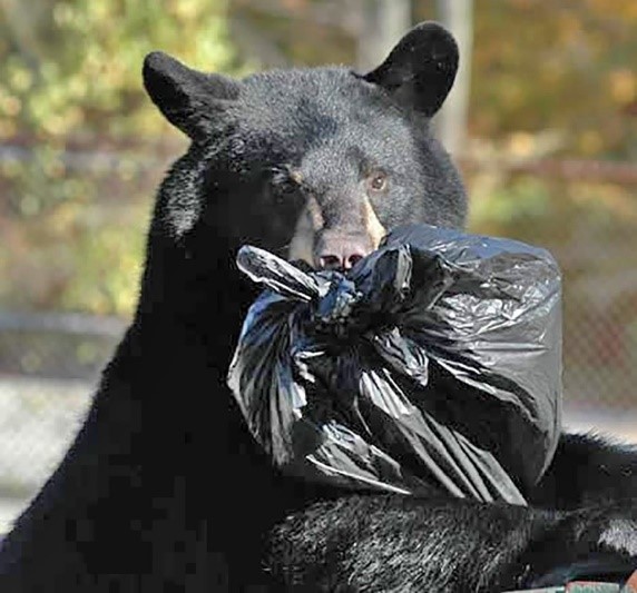 Black bear eating garbage | Parsippany Focus