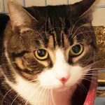 Trill-call-973-263-7085