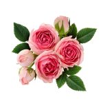 Pink rose flowers arrangement