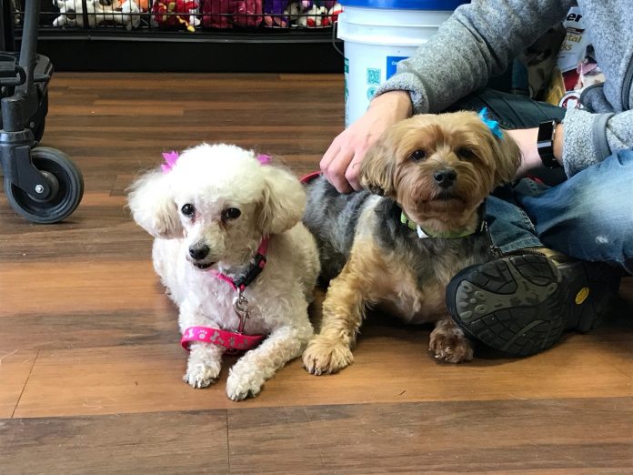 Parsippany Focus, Newspapers in Parsippany, Parsippany news