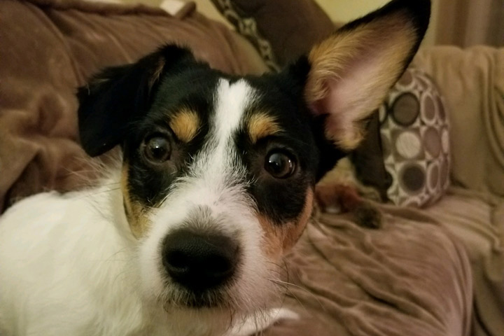 Wire Hair Jack Russell
