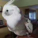 cockatail