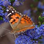 living_with_wildlife