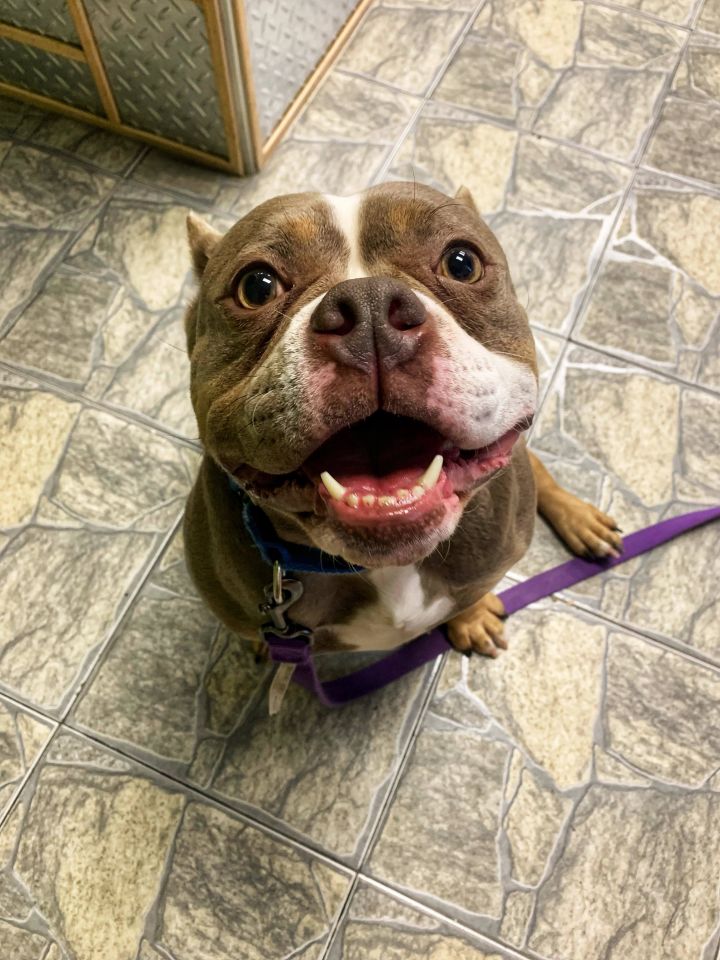 Meet Piggy, a two-year-old English Bulldog/Staffy mix looking for her ...