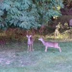 7-Fox-Chase-Road—3