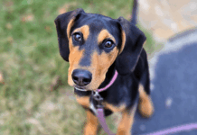 Rescued from Puppy Mill, High-Energy Pup Yoshi Looks for a Fresh Start in Parsippany