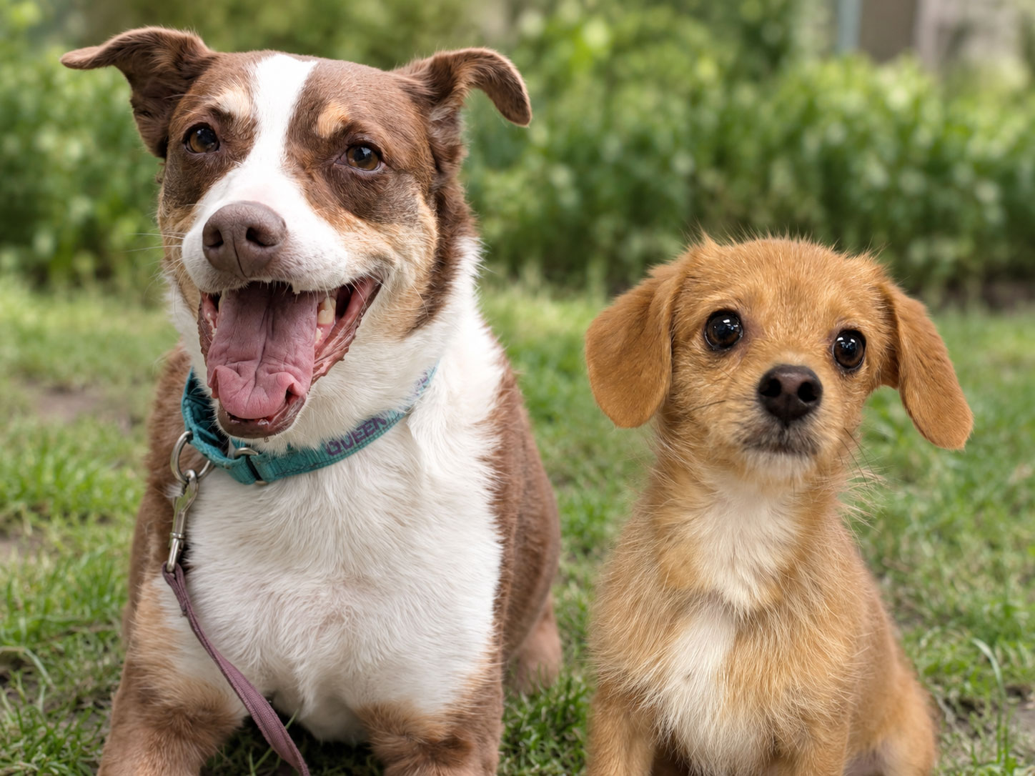 Land Rover Parsippany To Host Second Annual Pet Adoption And Family Fun Day